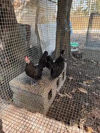 Pulcini di bantam