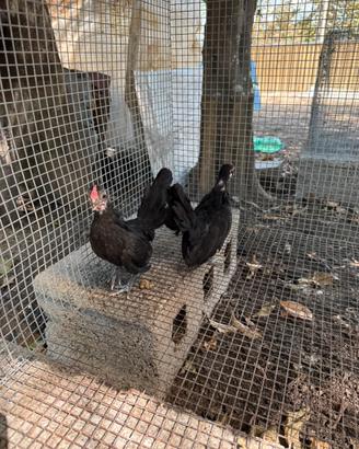 Pulcini di bantam