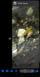 Caridine Yellow neon