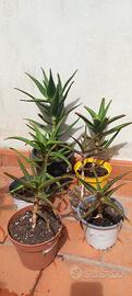 piante succulente di Agave Delaetii e aloe mitrifo