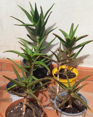 piante succulente di Agave Delaetii e aloe mitrifo