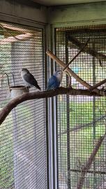 Inseparabili roseicollis mutati e riproduttivi