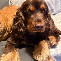 Cocker spaniel per monta