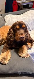 Cocker spaniel per monta