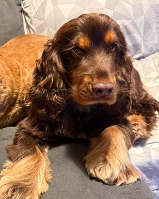 Cocker spaniel per monta