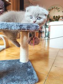 Cuccioli scotich fold e straight 