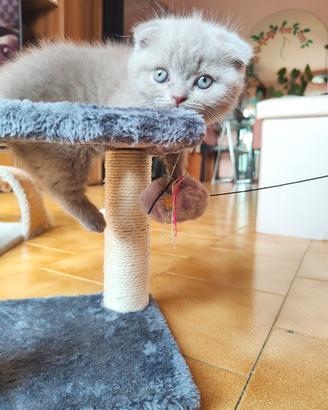 Cuccioli scotich fold e straight 