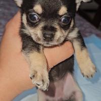 Chihuahua femmina toy