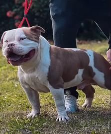 American bully