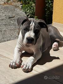 American Staffordshire terrier