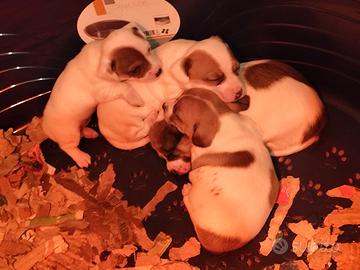 Cuccioli di Jack Russell