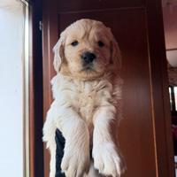Cuccioli di golden retriever con pedigree