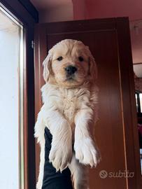 Cuccioli di golden retriever con pedigree