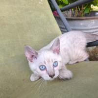 Cucciolo gatto bengala snow