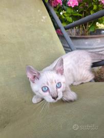 Cucciolo gatto bengala snow