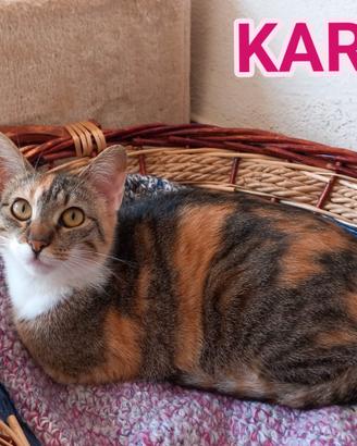 Karina, dolce micia tricolore in adozione