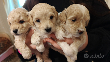 Cuccioli maltipoo