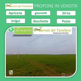 Terreno Agricolo 24 Ettari - Apricena