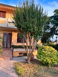 Lagerstroemia indica adulta – Mirto crespo