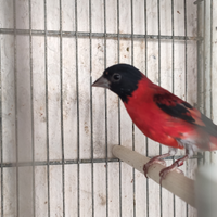 Cardinalizia del Venezuela