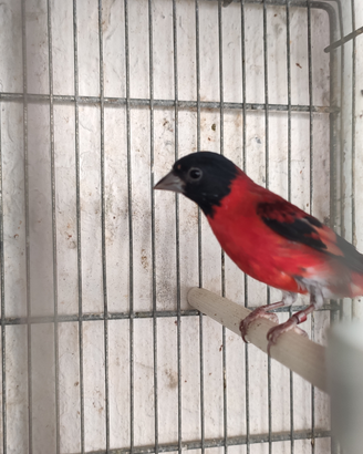 Cardinalizia del Venezuela