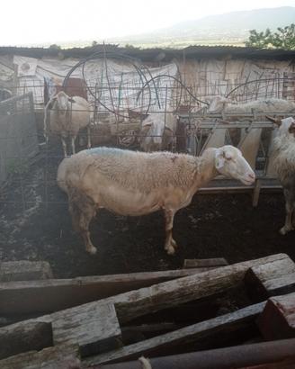 200 pecore francesi misto spagnole