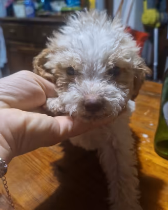 Ultimi cuccioli Lagotto romagnolo