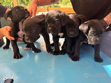 Cuccioli corso