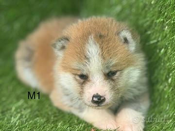 Akita imi con pedigree enci