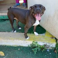 Mila simil pittbul 6 anni ben socializzata