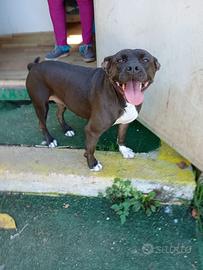 Mila simil pittbul 6 anni ben socializzata