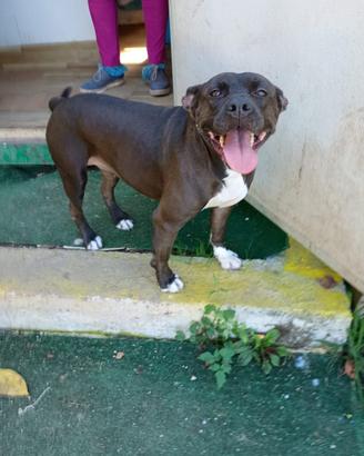 Mila simil pittbul 6 anni ben socializzata