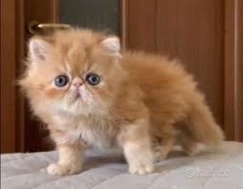 Gatto persiano