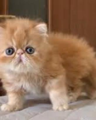 Gatto persiano