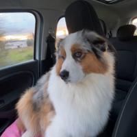 Pastore australiano maschio per monta