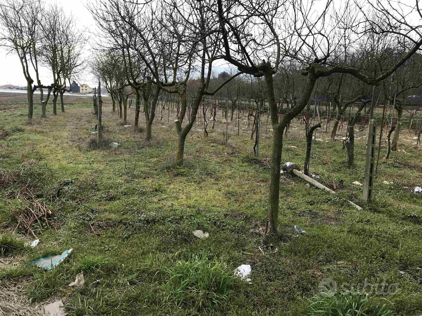 Rif.3276| terreno agricolo chioggia - Altro