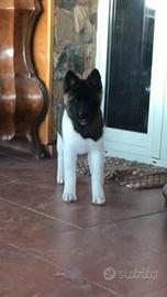 Akita americano cuccioli