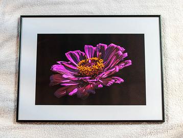 Fotografie artistiche incorniciate