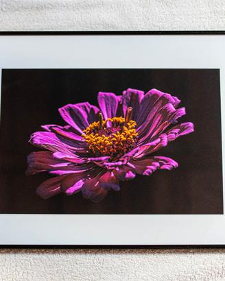 Fotografie artistiche incorniciate