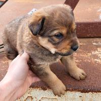 Cuccioli metà Rottweiler