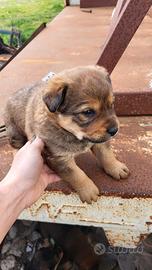 Cuccioli metà Rottweiler