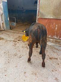 vitelli in animali FROSINONE 