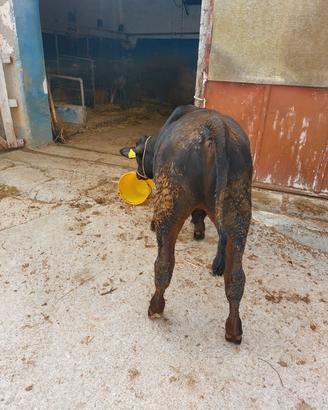 vitelli in animali FROSINONE 