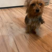 Cucciolo di Yorkshire