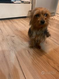 Cucciolo di Yorkshire