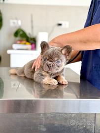 Ultimo maschietto bulldog frances lilac fan fluffy