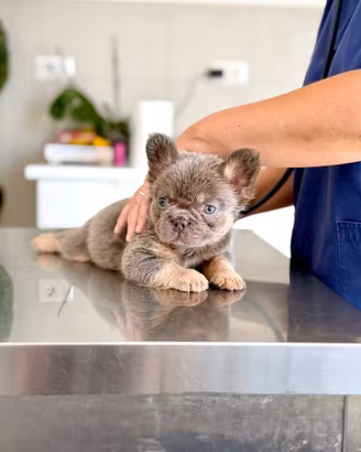 Ultimo maschietto bulldog frances lilac fan fluffy