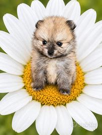 spitz pomerania nano