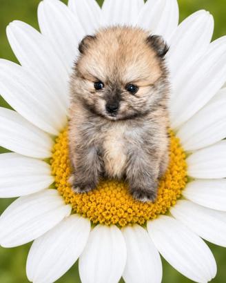 spitz pomerania nano