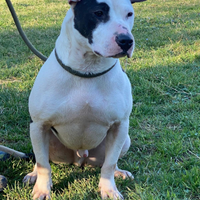 Brady mix bull dal cuore tenero